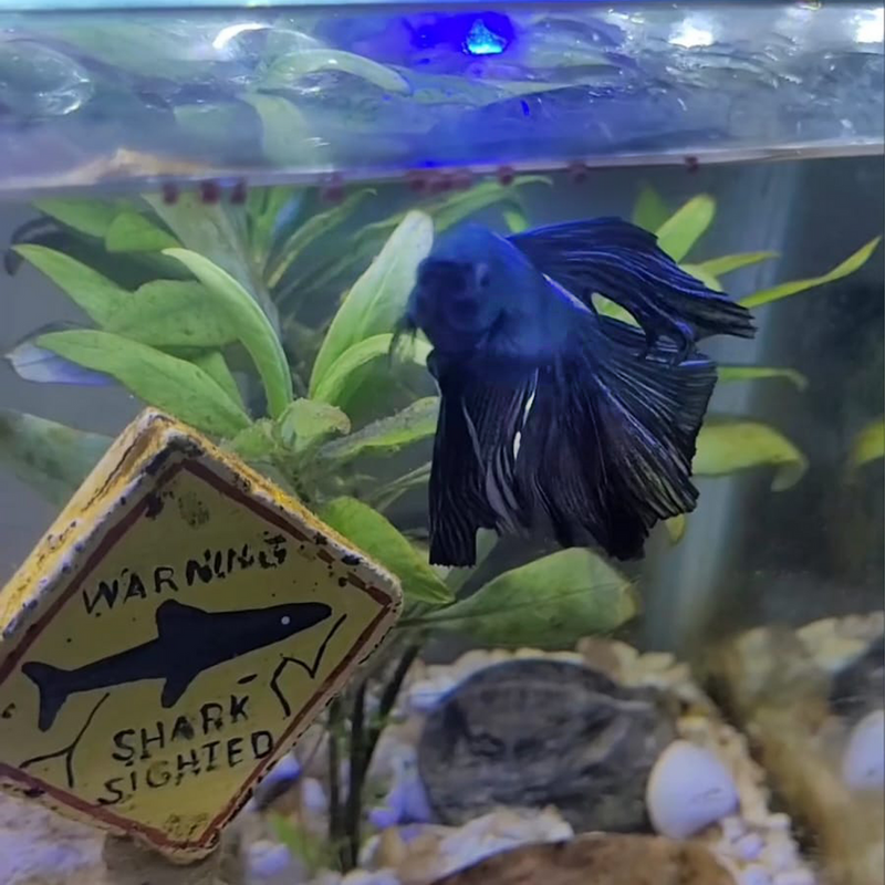 Kit Ração para Peixe Betta - Nutribetta Nutricon (12g) com Refil