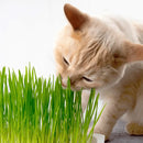 Kit 2 Unidades de Grama Instantânea Para Gatos Peludita - SUPER OFERTA