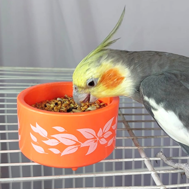 Kit Bebedouro e Comedouro Calopsita Laranja N°2